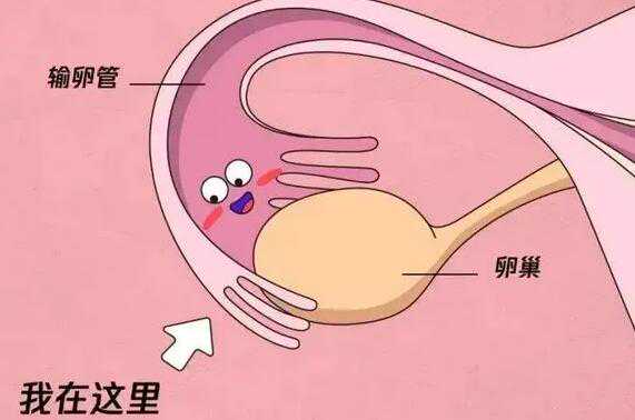 2024武汉最靠谱代生孩子公司 武汉正规的供卵助孕机构 ‘三维超声怎么看男女’