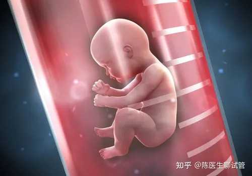 温州捐卵平台 2024温州市人民医院试管婴儿成功率： ‘b超各部位比例看男女’